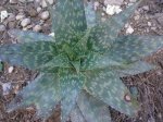 6-Aloe Saponaria.jpg