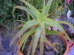 21 Aloe arborescens.JPG
