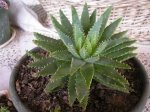 23 Aloe brevifolia.jpg