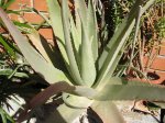 24 Aloe Vera.JPG