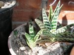 25 Aloe variegata.JPG