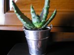 117 Aloe Marlothii.JPG