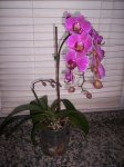 phal b.JPG