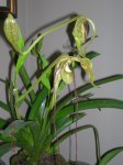 pharagmipedium caudatum 4.jpg