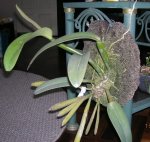 Cattleya  máxima 1.jpg