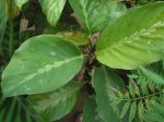 planta3.jpg