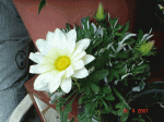 flor2.gif