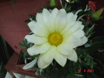 flor1.gif