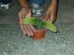 Hoja  con pelitos.jpg