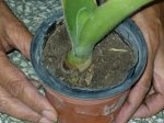 Identificar bulbosa 2.jpg