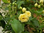 Rosal-Aranjuez2.jpg
