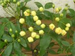 Rosal-Aranjuez3.jpg
