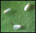 mosca_blanca.jpg