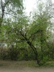 Frutal-Aranjuez.jpg
