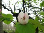 Frutal-Aranjuez1.jpg