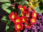 Primula.jpg