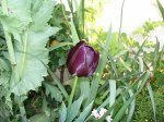 tulipa 16abr.jpg