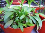 lilium yong 1-4.JPG