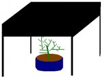 planta.jpg