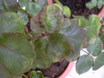 DSCN0157.jpg