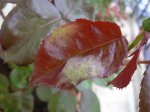 DSCN0158.jpg
