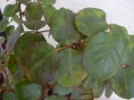 DSCN0159.jpg