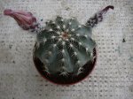 echinocereus.jpg