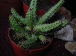 Huernia.jpg