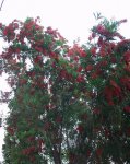 Callistemon citrinus.JPG