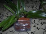 DSCN0151.jpg