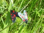 Bmariposas[2].jpg