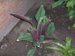 planta2.jpg
