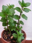 planta 002.jpg