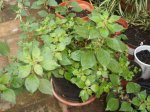 dscf6045.jpg