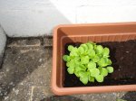 planta 4.JPG