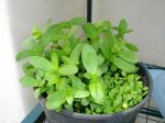 planta 5.JPG