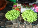 planta 6 gys.JPG