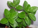 planta 004.jpg