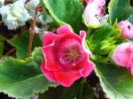 GLOXINIA.jpg