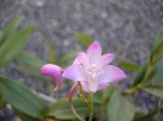 DSC00974.JPG