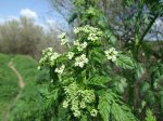 2007_0418Ribera0019.jpg