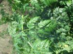 2007_0418Ribera0021.jpg