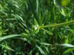 2007_0418Ribera0037.jpg