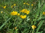 2007_0418Ribera0040.jpg