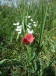2007_0418Ribera0033.jpg