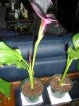 plantas 088.1.JPG
