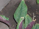 planta1.jpg