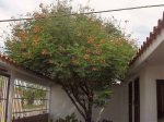 arbol1.jpg