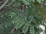 arbol3.jpg