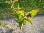 abelia1.jpg